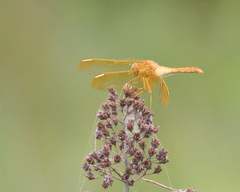 Sympetrum uniforme