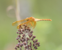 Sympetrum uniforme