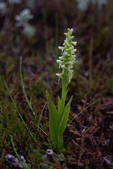 Platanthera hyperborea