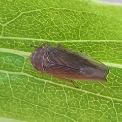 Idiodonus cruentatus