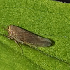 Idiodonus cruentatus