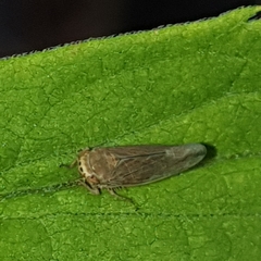 Idiodonus cruentatus