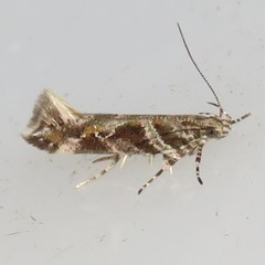 Aristotelia fungivorella