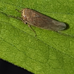 Idiodonus cruentatus