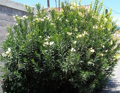 Nerium oleander