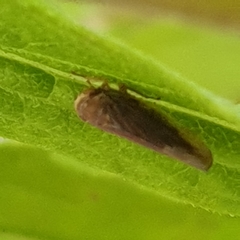 Idiodonus cruentatus