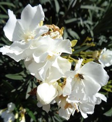 Nerium oleander
