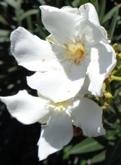 Nerium oleander