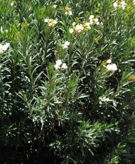 Nerium oleander