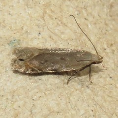 Battaristis concinnusella