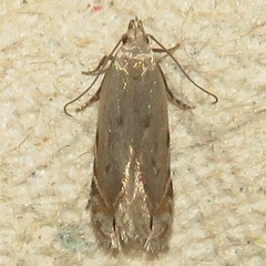 Battaristis concinnusella