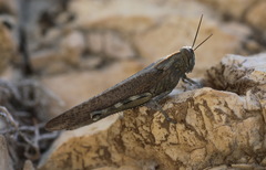 Anacridium aegyptium