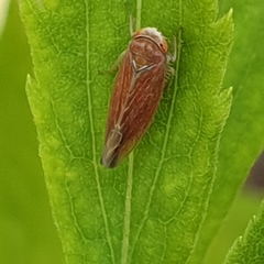 Idiodonus cruentatus