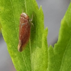 Idiodonus cruentatus