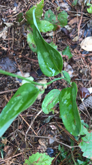 Smilax smallii