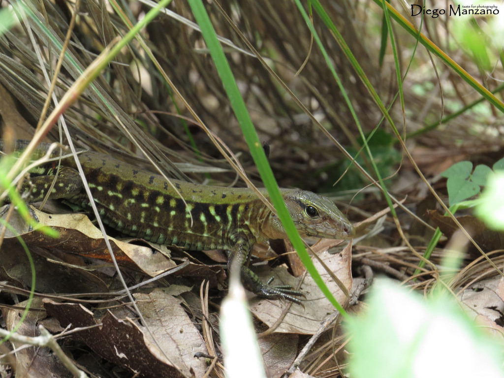 Rainbow Ameiva