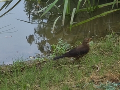 Turdus mandarinus