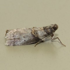 Acrobasis caryae