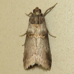 Acrobasis caryae