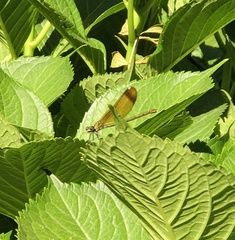 Calopteryx haemorrhoidalis