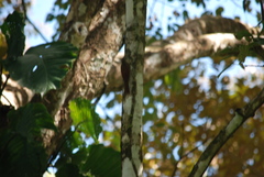 Lepidocolaptes souleyetii