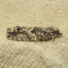 Epinotia nisella