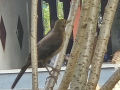 Turdus mandarinus