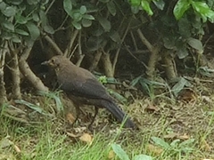 Turdus mandarinus