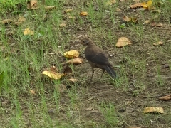 Turdus mandarinus