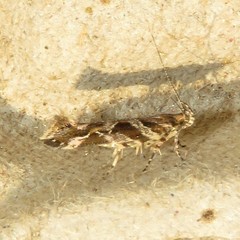 Aristotelia fungivorella