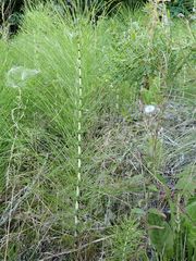 Equisetum telmateia