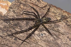 Psechrus