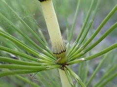 Equisetum telmateia