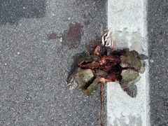 Malaclemys terrapin centrata