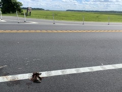 Malaclemys terrapin centrata