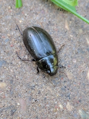 Hydrochara caraboides