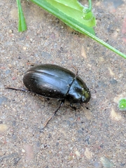 Hydrochara caraboides