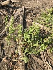 Rorippa sessiliflora