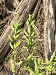 Rorippa sessiliflora