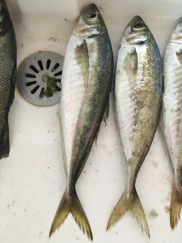 Atlantic horse mackerel (Trachurus trachurus) — Carangidae — 5