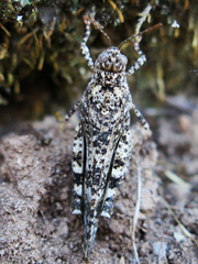 Oedipoda charpentieri