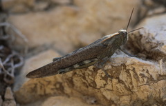 Anacridium aegyptium