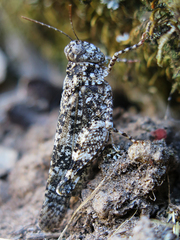 Oedipoda charpentieri