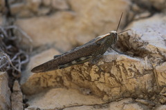 Anacridium aegyptium