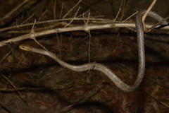 Thamnodynastes sertanejo