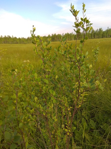 Betula ovalifolia iNat (1)