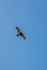 Milvus migrans