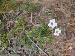 Adenandra uniflora
