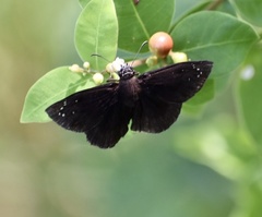 Ephyriades brunnea