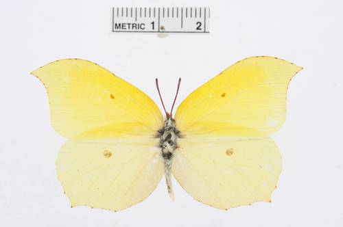 Lesser Brimstone